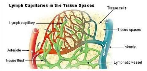FASCIA TRAINING CAN BOOST YOUR IMMUNE SYSTEM